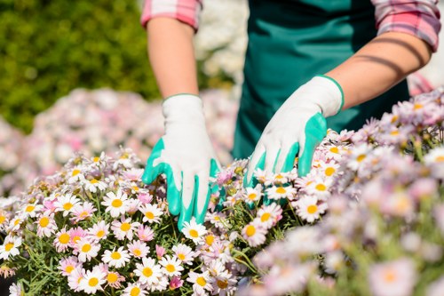 A gardener wearing a teal apron and pink rolled-up sleeves is trimming a dense flower bed filled with blooming daisies, featuring white petals and yellow centers, in a well-maintained outdoor garden space. The gardener is wearing white gardening gloves and appears to be carefully shaping the clusters of flowers. The background shows lush green foliage, with sunlight illuminating the scene, suggesting a bright, clear day. The garden features a combination of flowering plants and neatly maintained borders, with the grass in the foreground appearing lush and healthy. The flower bed is bordered by a mixture of soil and small stones, and the overall environment is tidy and vibrant, reflecting professional gardening care consistent with services offered by companies like Hedge Trimming Eltham. This natural, landscaped outdoor space showcases seasonal blooming plants and well-kept garden elements suitable for local gardens in the Eltham area or nearby postcode regions, emphasizing the importance of garden maintenance and flower bed management.