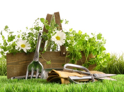 A well-maintained garden scene with a lush, green grass lawn in the foreground, showing even and dense turf. Behind the lawn, there is a wooden flower bed filled with vibrant green foliage and flowering plants, including white daisies. Several gardening tools, such as a hand rake, pruning shears, and a small trowel, are resting on the grass and leaning against the flower bed, indicating recent or ongoing garden maintenance. The background includes taller plants and possibly some shrubs, contributing to the layered structure of the garden. The lighting appears natural, suggesting a bright day, and the overall environment suggests a tidy, cultivated outdoor space typical of residential gardens in Eltham or similar areas within postcode regions served by Hedge Trimming Eltham. The scene reflects ongoing gardening activities, supporting services like hedge trimming and general outdoor upkeep, with a focus on detailed plant and surface description for accessibility and local contextual relevance.